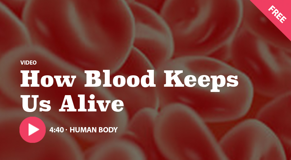 KIDS_DISCOVER's tweet image. #Blood is a life-and-death issue. How does blood keep you alive? Every second of every day, blood delivers vital #nutrients, #oxygen, and other chemicals to all of your organs. It also carts away your body’s waste🩸Watch now 🎥 online.kidsdiscover.com/unit/blood/vid…