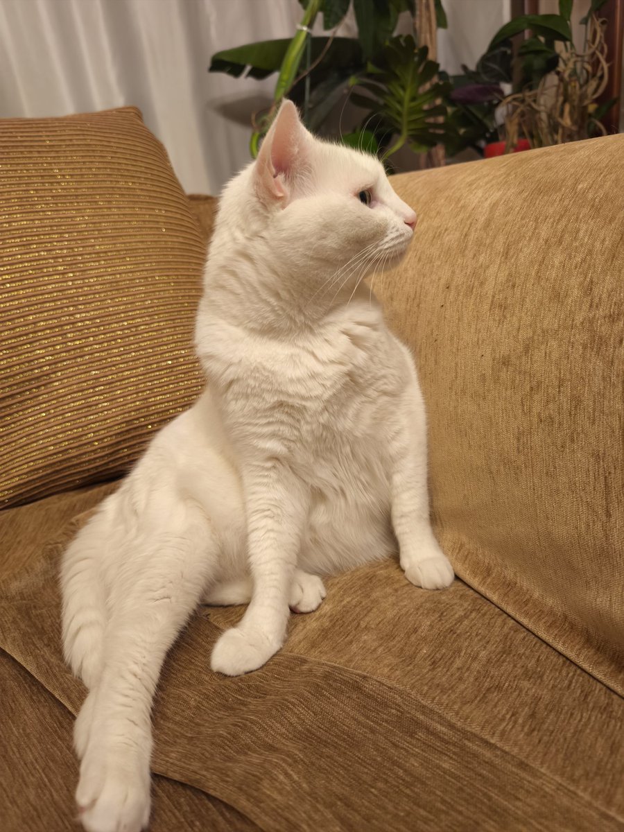 OnedoggTwocats's tweet image. Pamuk pür dikkat #cutecat