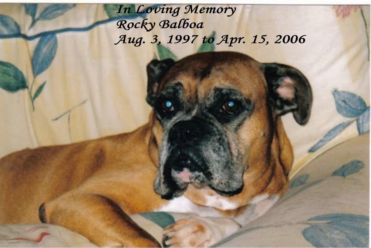 DJ Nicoletti tweet media