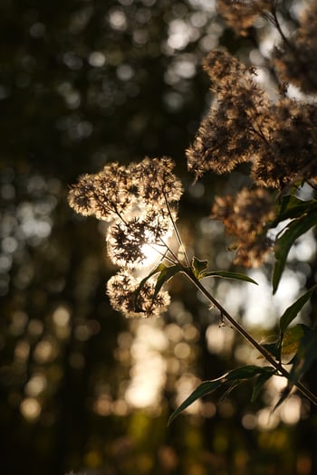 The Circle Art Studio NFT tweet media