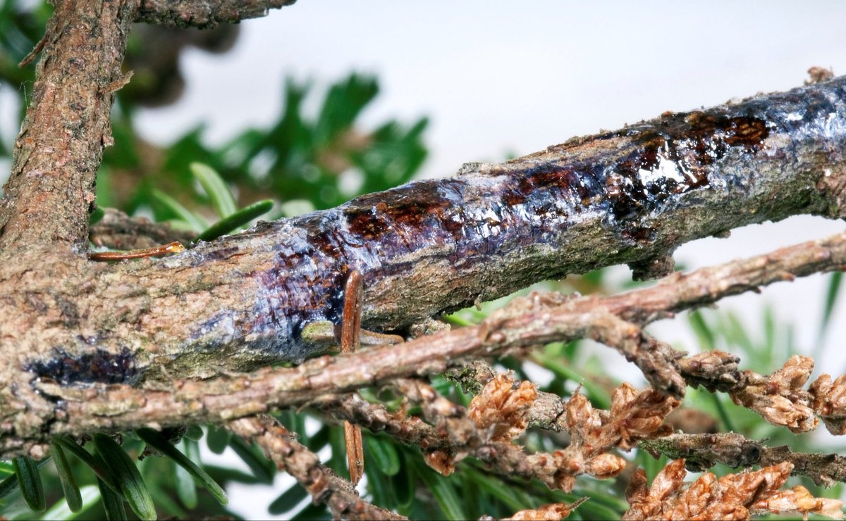 protectourtree's tweet image. Phytophthora ramorum is a lethal pathogen that affects trees more immediately and destructively than many pests. Find more info on Phytophthora ramorum by clicking the link in our bio. Help save our woodlands by reporting sightings and spreading the word online! #protectourtrees