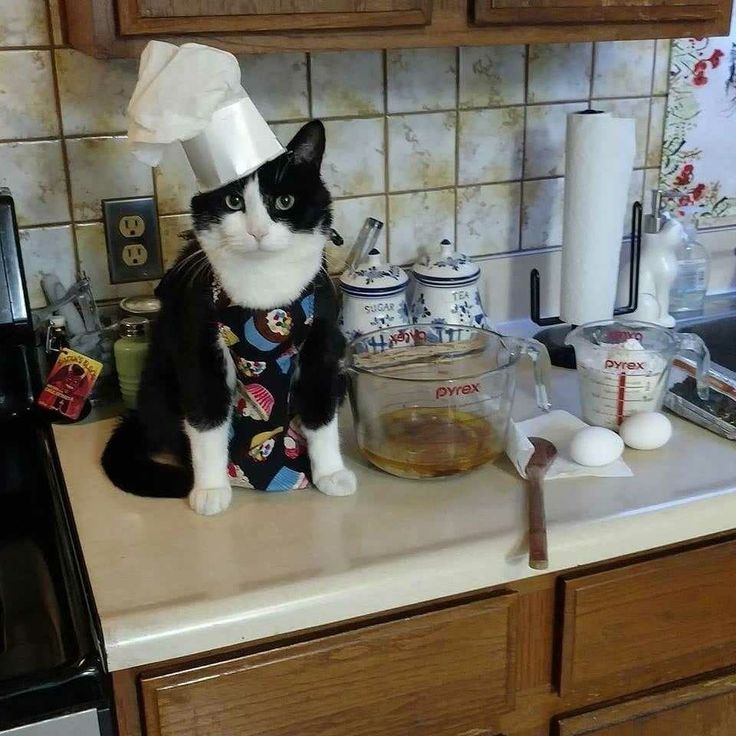 JetLagKitty tweet media