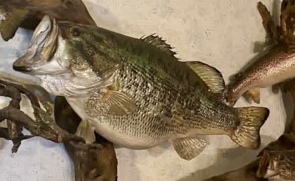 BassFishinFacts's tweet photo. #FACT On this day in 1995, Steve Estrada landed New Mexico’s standing state-record largemouth bass from Bill Evans Lake — a giant that weighed 15 pounds, 13 ounces, measured 26 1/2 inches long, and had a 24 3/4-inch girth. It was caught on a black plastic worm. https://t.co/wHDIf4nhXZ