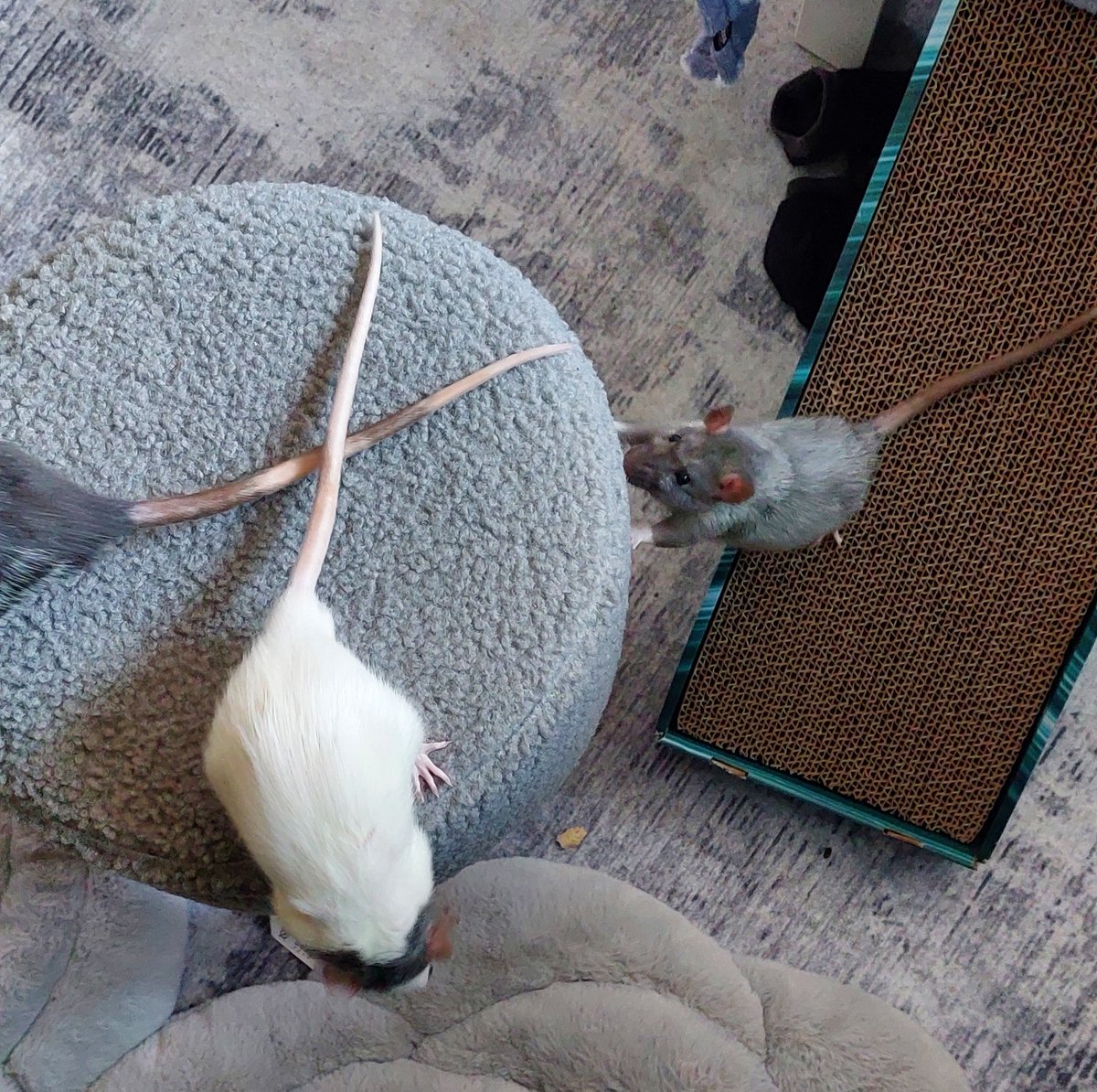 A pigsty full of rats! tweet media