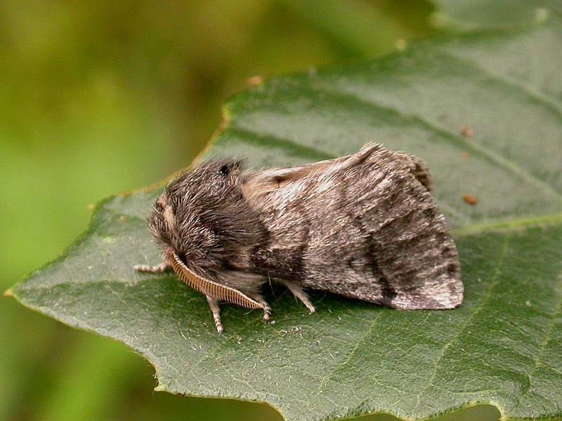 protectourtree's tweet image. The Oak Processionary Moth is a stubborn pest that poses a threat to our woodlands by weakening oak trees. Find more info on the oak processionary moth by clicking the link in our bio. Help save our woodlands by reporting sightings and spreading the word online! #protectourtrees