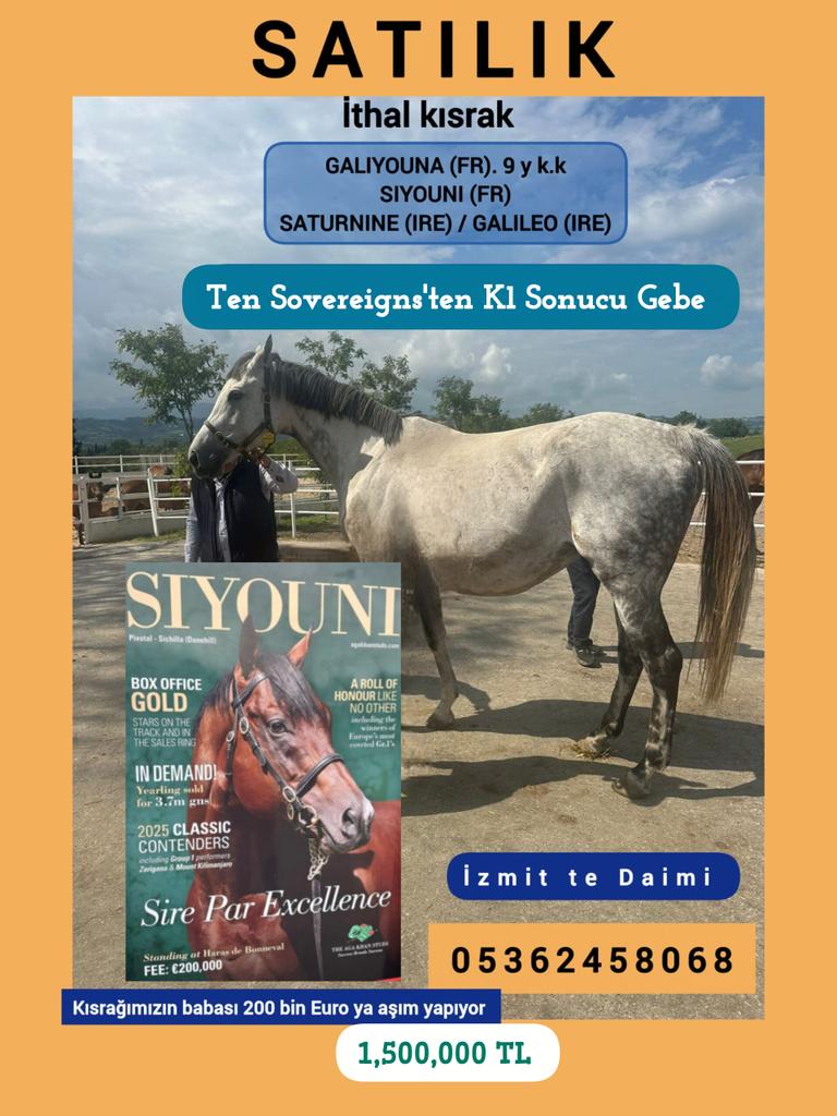 MetinMfg's tweet photo. #TenSovereigns gebesi ithal kısrak GALIYOUNA Kısrak babası #Galileo @varmitalip @Engineer_1602 @pedigrinet @GkhanYILDIZ10 https://t.co/JJJupVFhNA