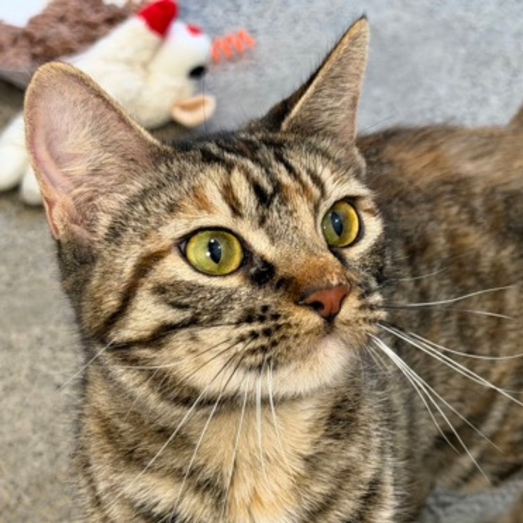 San Francisco SPCA tweet media