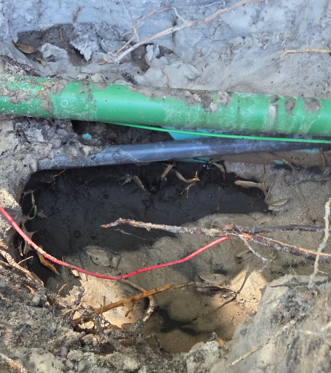 Ryan 🌷 tweet media