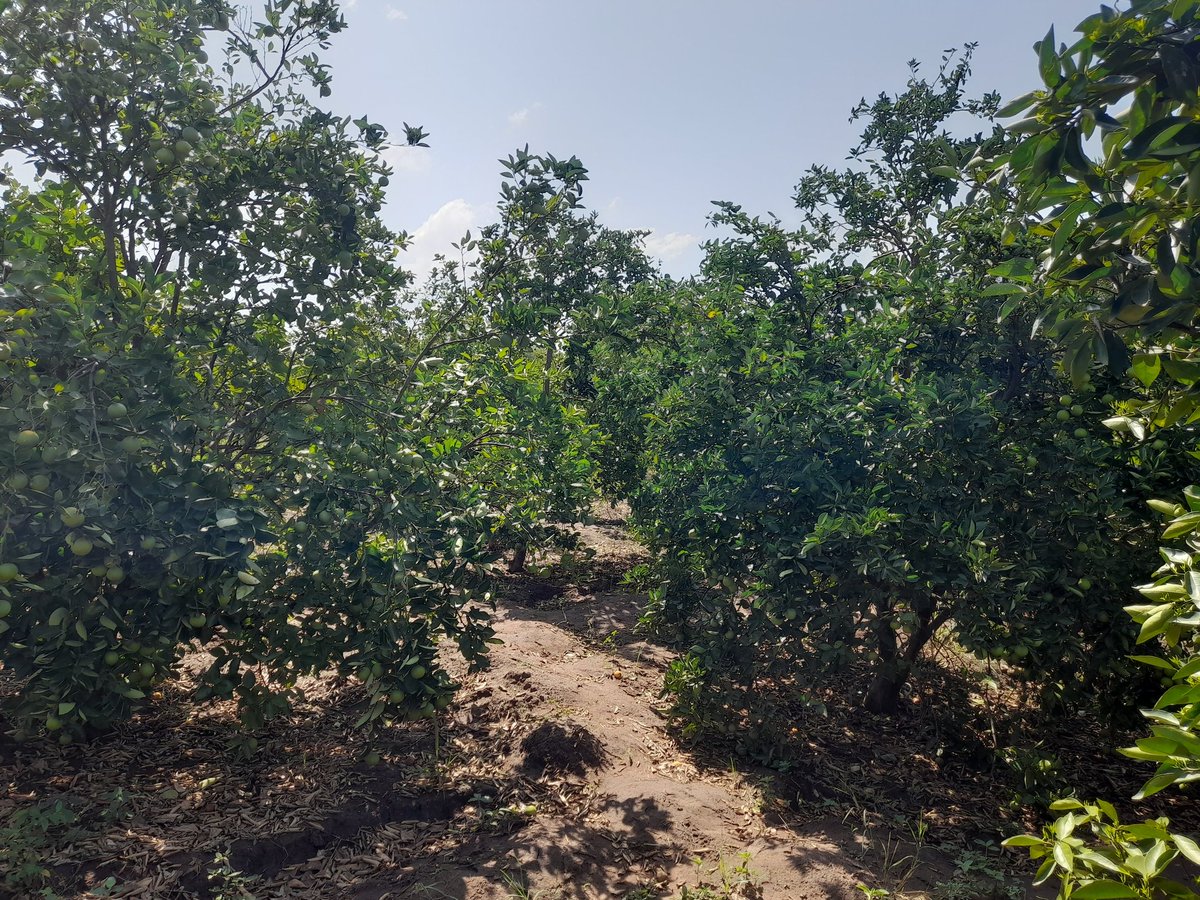 𝑵𝒈𝒐𝒓𝒂'𝒔 𝑭𝒊𝒏𝒏𝒆𝒔𝒕🇺🇬🇨🇩 tweet media