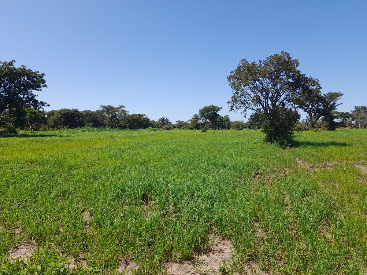 𝑵𝒈𝒐𝒓𝒂'𝒔 𝑭𝒊𝒏𝒏𝒆𝒔𝒕🇺🇬🇨🇩 tweet media