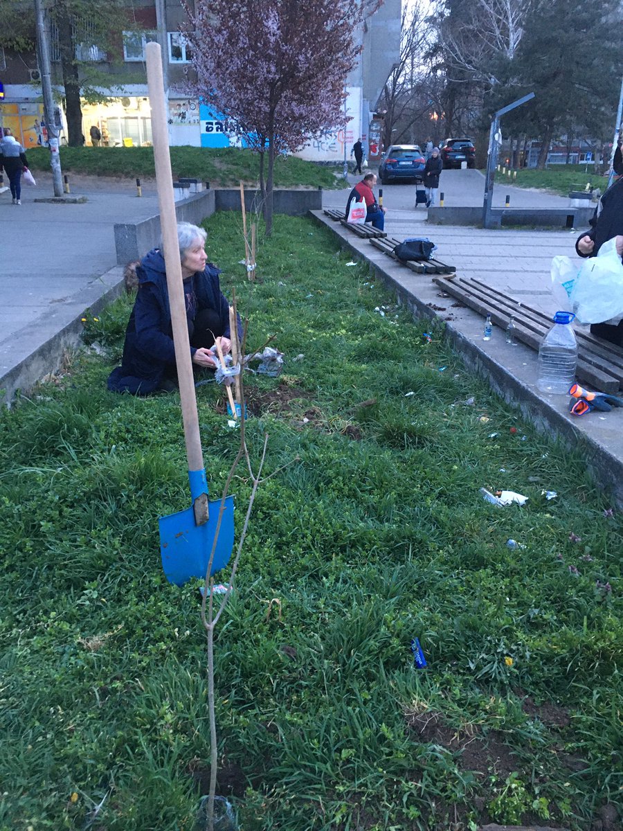 PevaSuma's tweet photo. Na Banjici smo u smiraj dana posadili tri jorgovana🌳🎵 https://t.co/ucOmHxWpTv