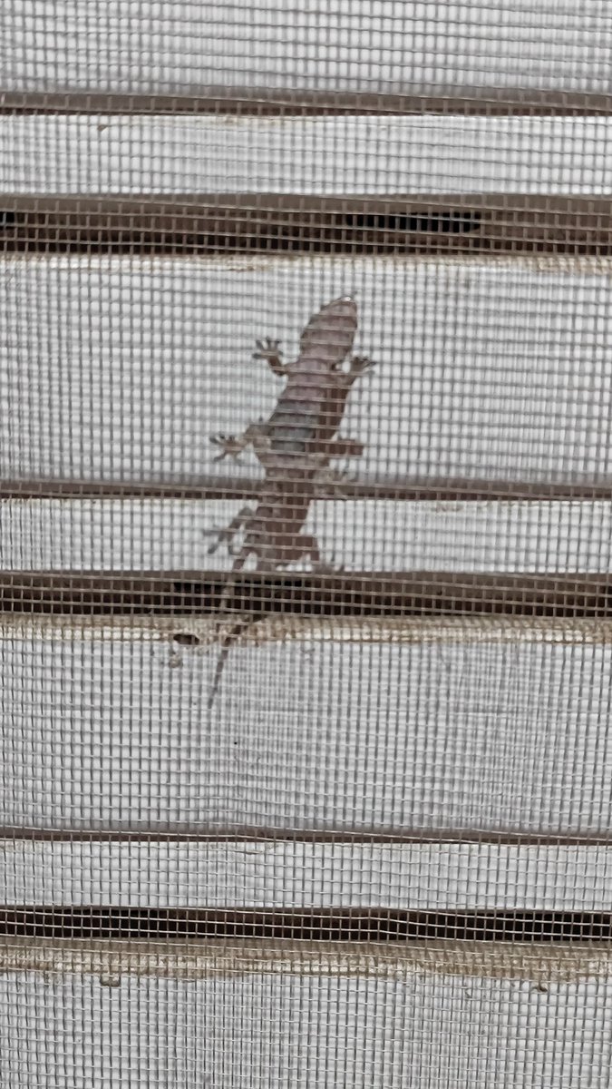 WIKI DE LA CORPORACIÓN DE LOBOTOMIA tweet media