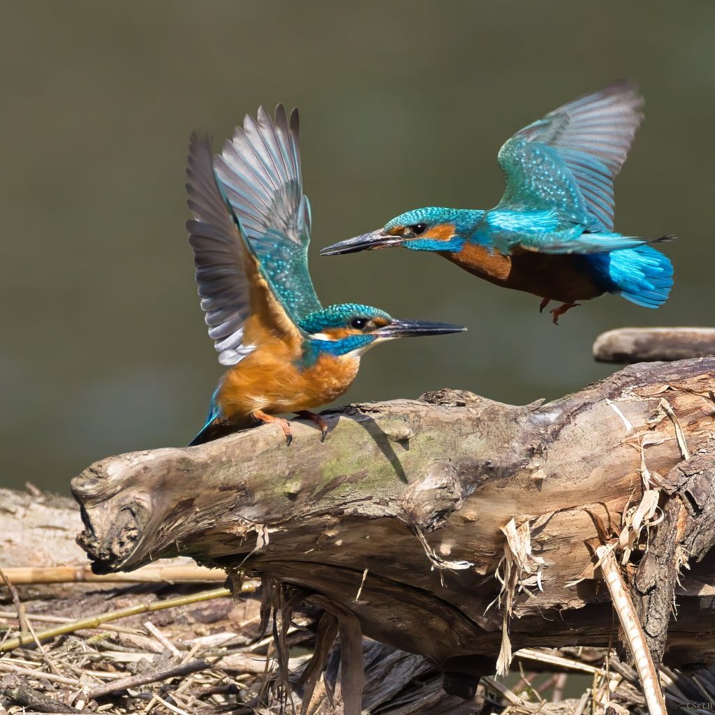 Carmen LDK 📸🐝🌺🐿️🌿🦋🌾🦜🏵️📹 tweet media