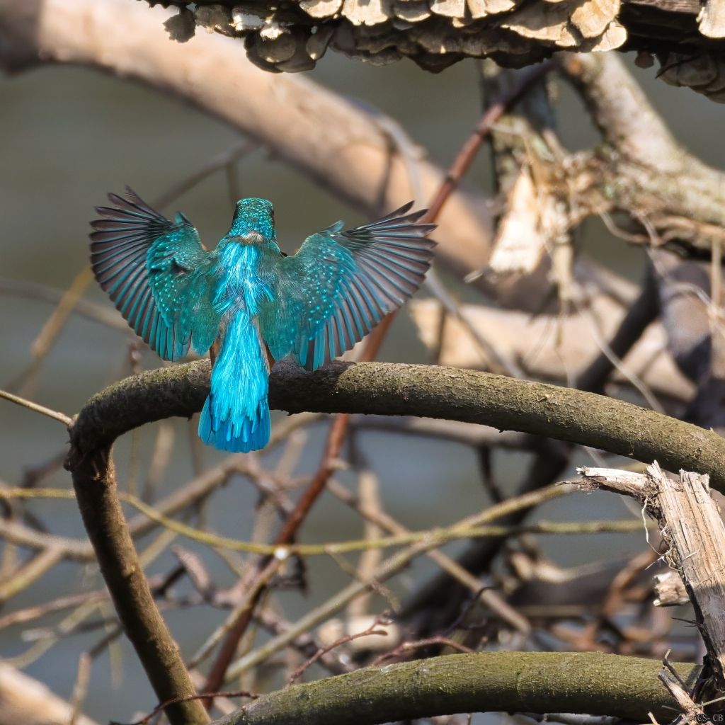 Carmen LDK 📸🐝🌺🐿️🌿🦋🌾🦜🏵️📹 tweet media