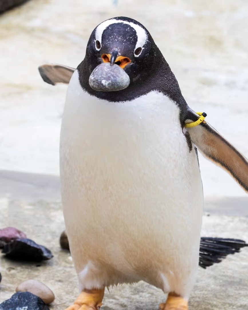 Penguins as Penguins tweet media