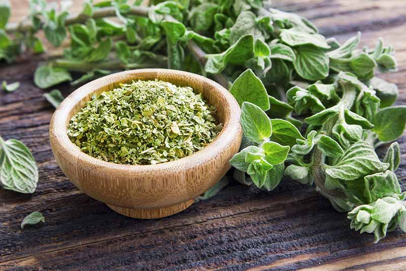 Gardeners_Path_'s tweet image. How to Grow Oregano - with its characteristic aromatic flavor, oregano is used in a variety of cuisines. Learn how to add this flavorful herb to your garden now on Gardener's Path. gardenerspath.com/plants/herbs/g… #oregano #herbs