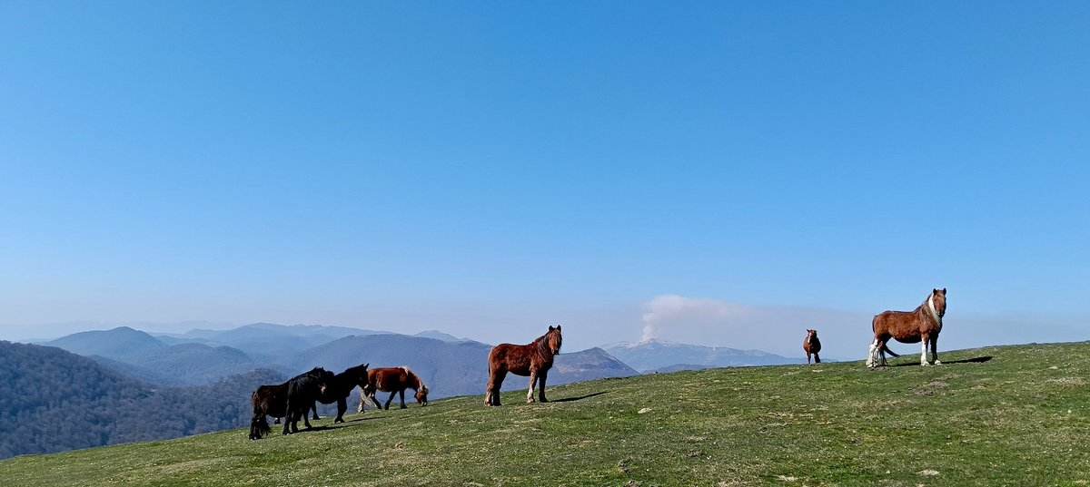 e13sirio's tweet photo. En el límite entre #Ulzama #Malerreka y #Baztán se alzan cimas herbosas como #Txaruta y #Garmendi.
Hoy sus pastizales amortiguaron nuestras huellas y nos llevamos horizontes que huelen a mar y a libertad.
#TrasLasHuellasDeILO #Navarra https://t.co/2UnnBYsWKj