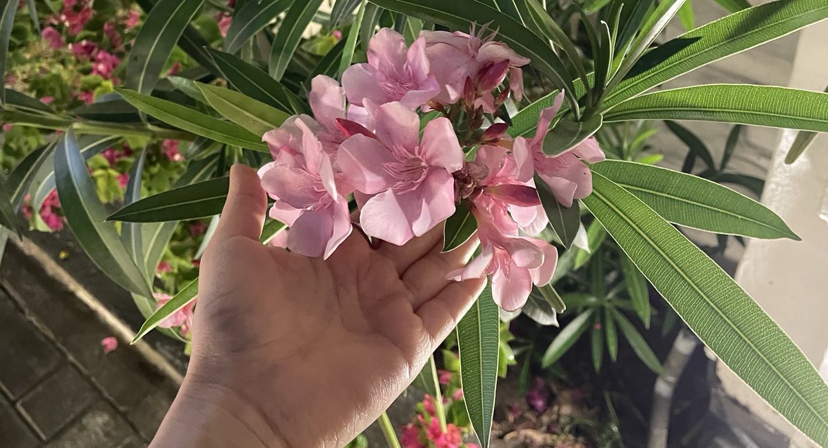 شيئًا من أمَل tweet media