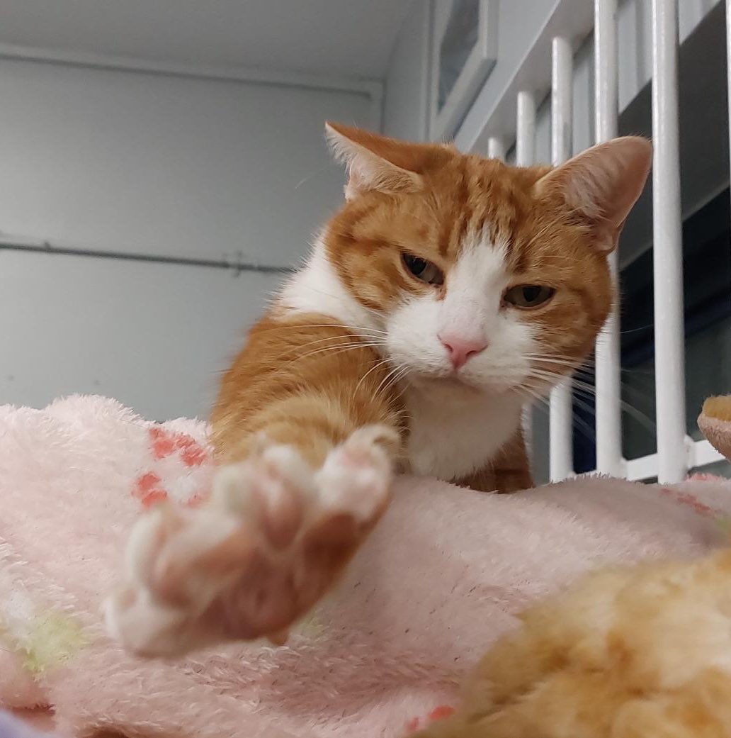 George The Stourbridge Junction Station Cat tweet media