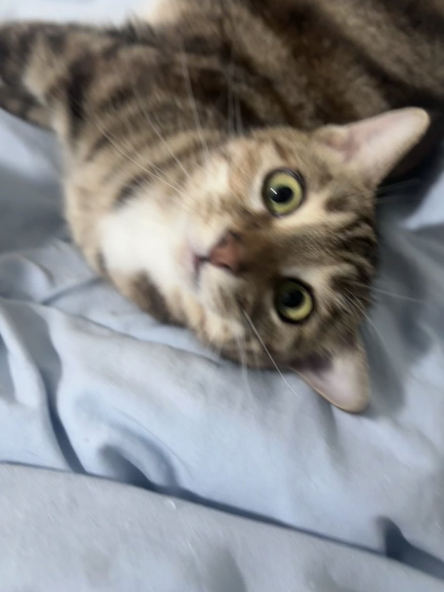 yuanyuan tweet media