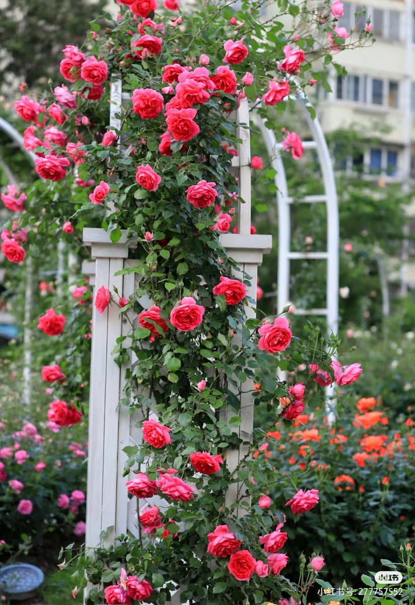 Miss17.dc tweet media