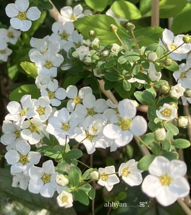 あっひゃん tweet media