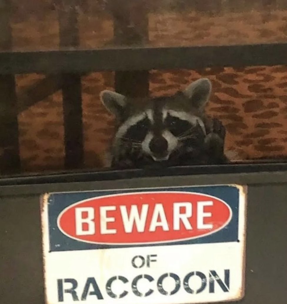 Raccoons Hourly tweet media