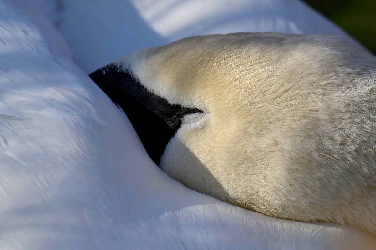 Carl Bovis tweet media