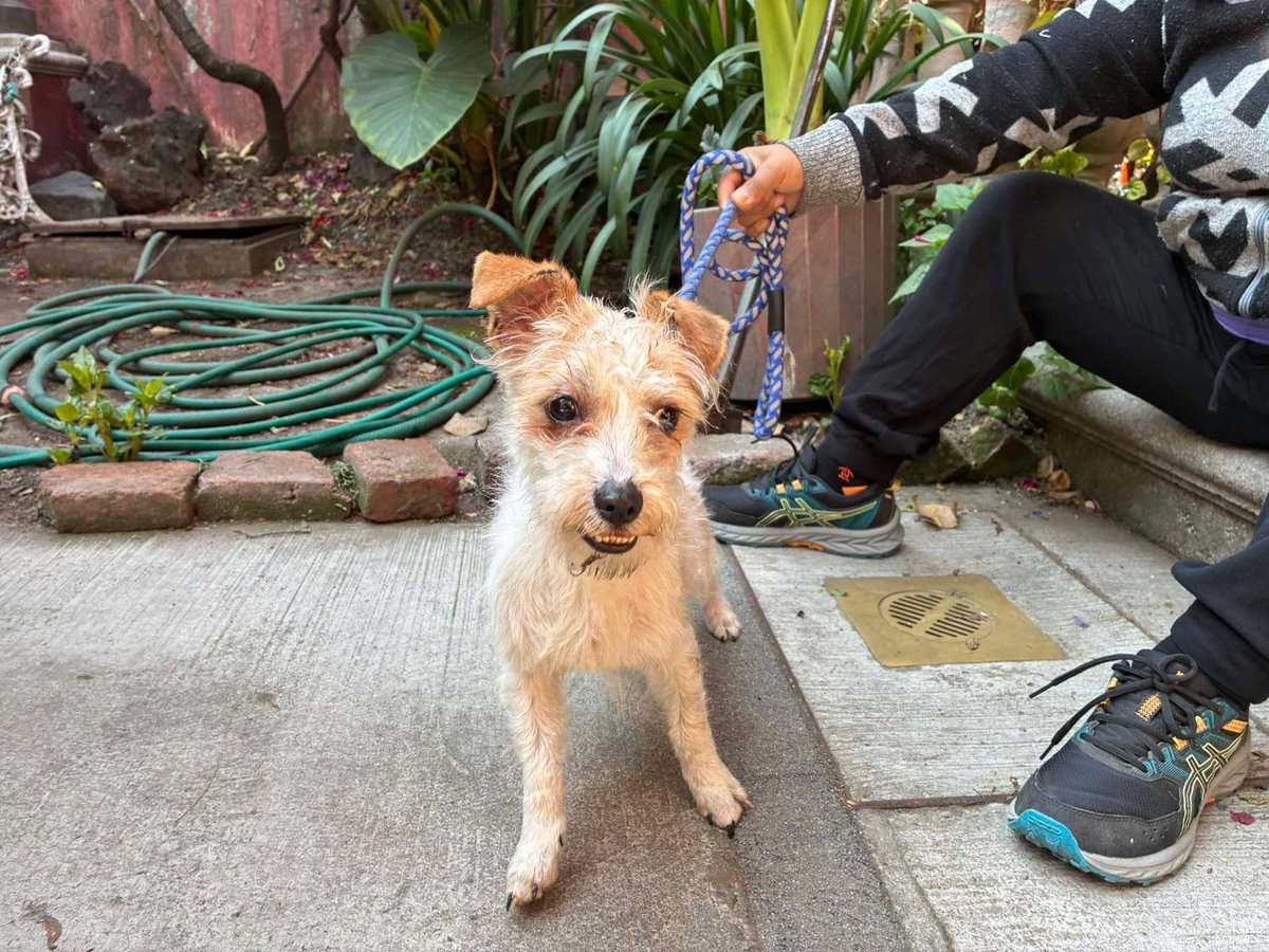 Diario Cuicuilco tweet media