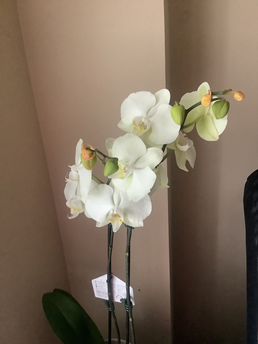 Susan1221 tweet media