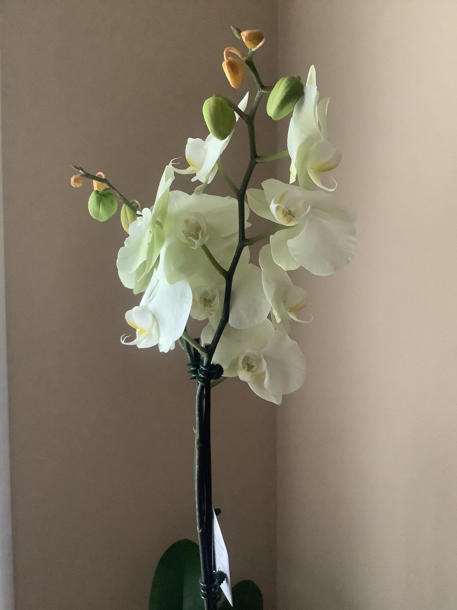 Susan1221 tweet media