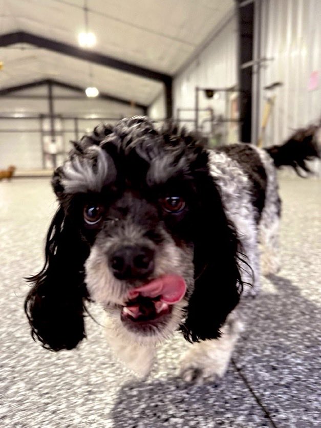 Laura Loomer tweet media