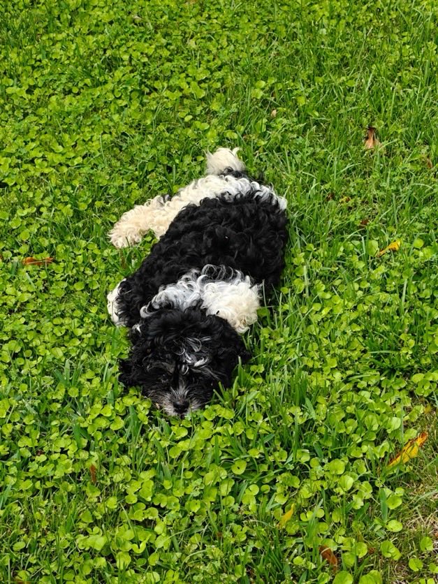 Laura Loomer tweet media