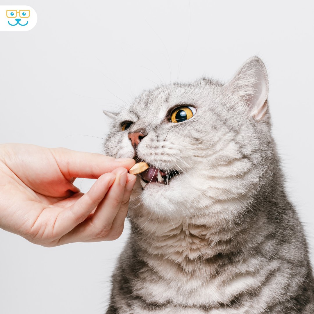 InglesideVets's tweet photo. Giving pills to cats can be a real challenge, even for us vets! 🐱💊 One trick is to hide the pill in a small amount of wet cat food or tuna. It makes the process much easier and less stressful for your cat. Do you have a trick that works for your cat? Share it with us below! https://t.co/FbW15xBlIq