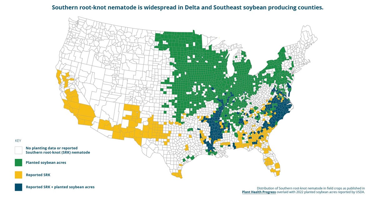 TheSCNCoalition's tweet photo. Multiple root-knot nematode species infect soybean fields, but southern RKN is the most damaging and widespread. Develop an actionable plan with the RKN Management Guide: https://t.co/mRjcGIFmJQ @UnitedSoy https://t.co/C75AS5iDm6