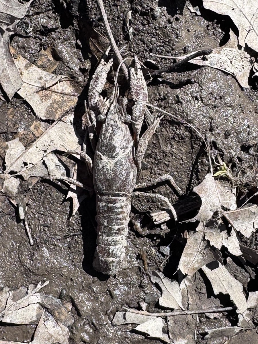 long sand pest tweet media