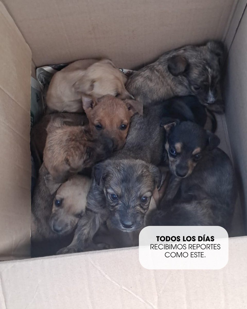 UBAQuito's tweet photo. 🐾 #ControlEnQuito | El abandono en Quito no es un caso aislado, es una realidad diaria 💔

Abrimos hilo 1/3 https://t.co/qQ2jOhNQbp