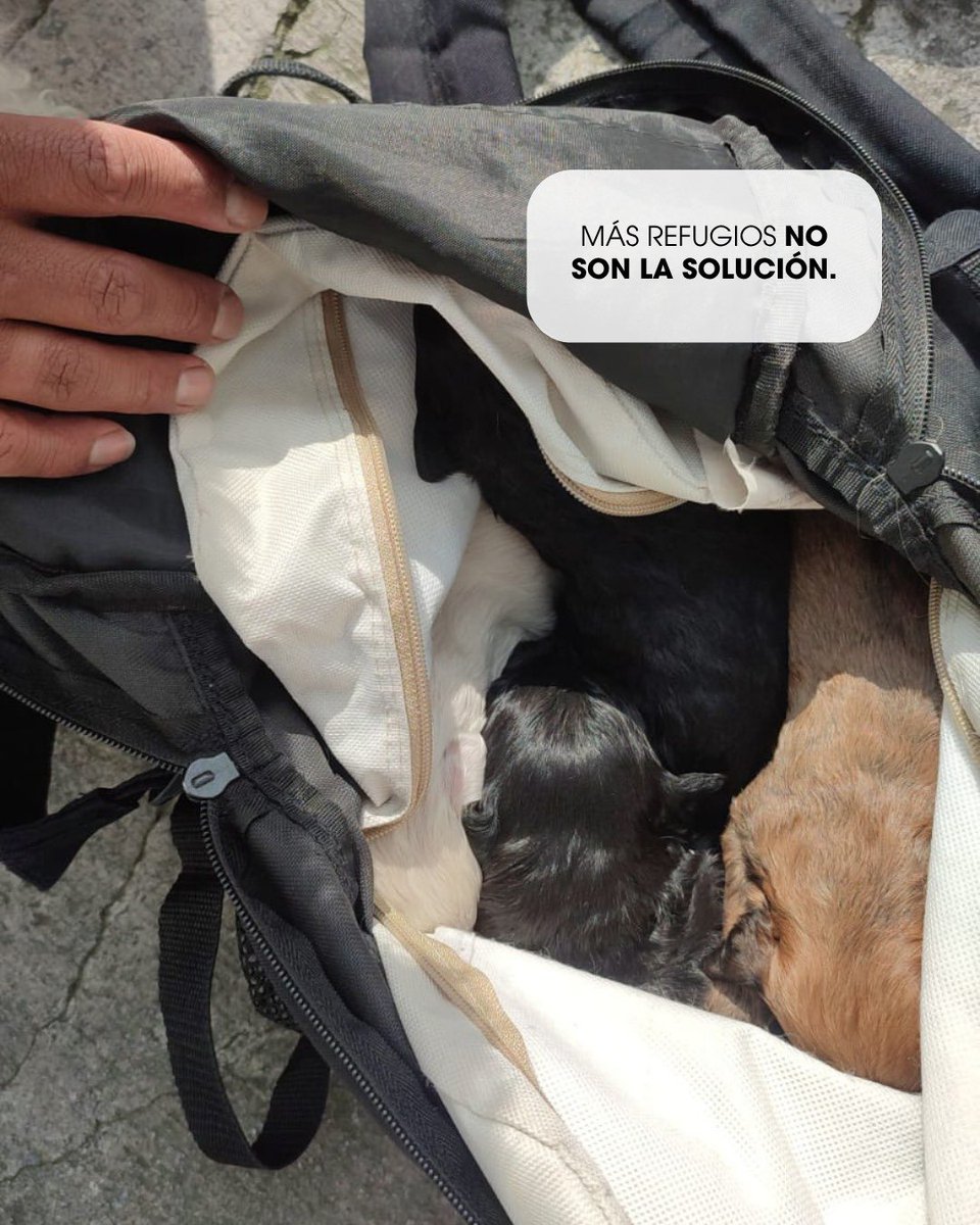 UBAQuito's tweet photo. 🐾 #ControlEnQuito | El abandono en Quito no es un caso aislado, es una realidad diaria 💔

Abrimos hilo 1/3 https://t.co/qQ2jOhNQbp
