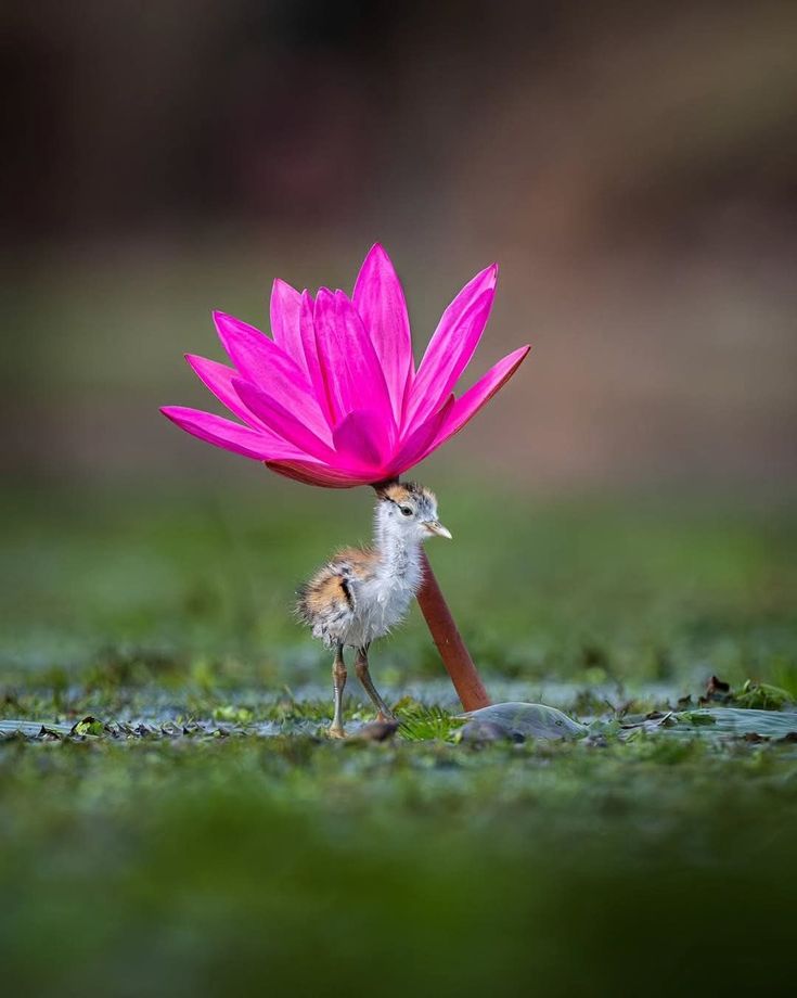 nisha8036's tweet photo. ভাঙা স্মৃতিগুলো হৃদয়ের পাঁজরে বন্দী হয়ে থাকে,
না পুরোপুরি মুছে যায়, না পুরোপুরি মুক্তি পায়।
তবুও মানুষ বেঁচে থাকে, সেই অসম্পূর্ণতার সঙ্গেই।

 কখনো ভেবেছো...
যে স্মৃতিটি আজ তোমাকে কষ্ট দেয়, এক সময় সেটিই কি ছিল তোমার সবচেয়ে প্রিয়?

          💙🍀 https://t.co/NvtaFwQKjS