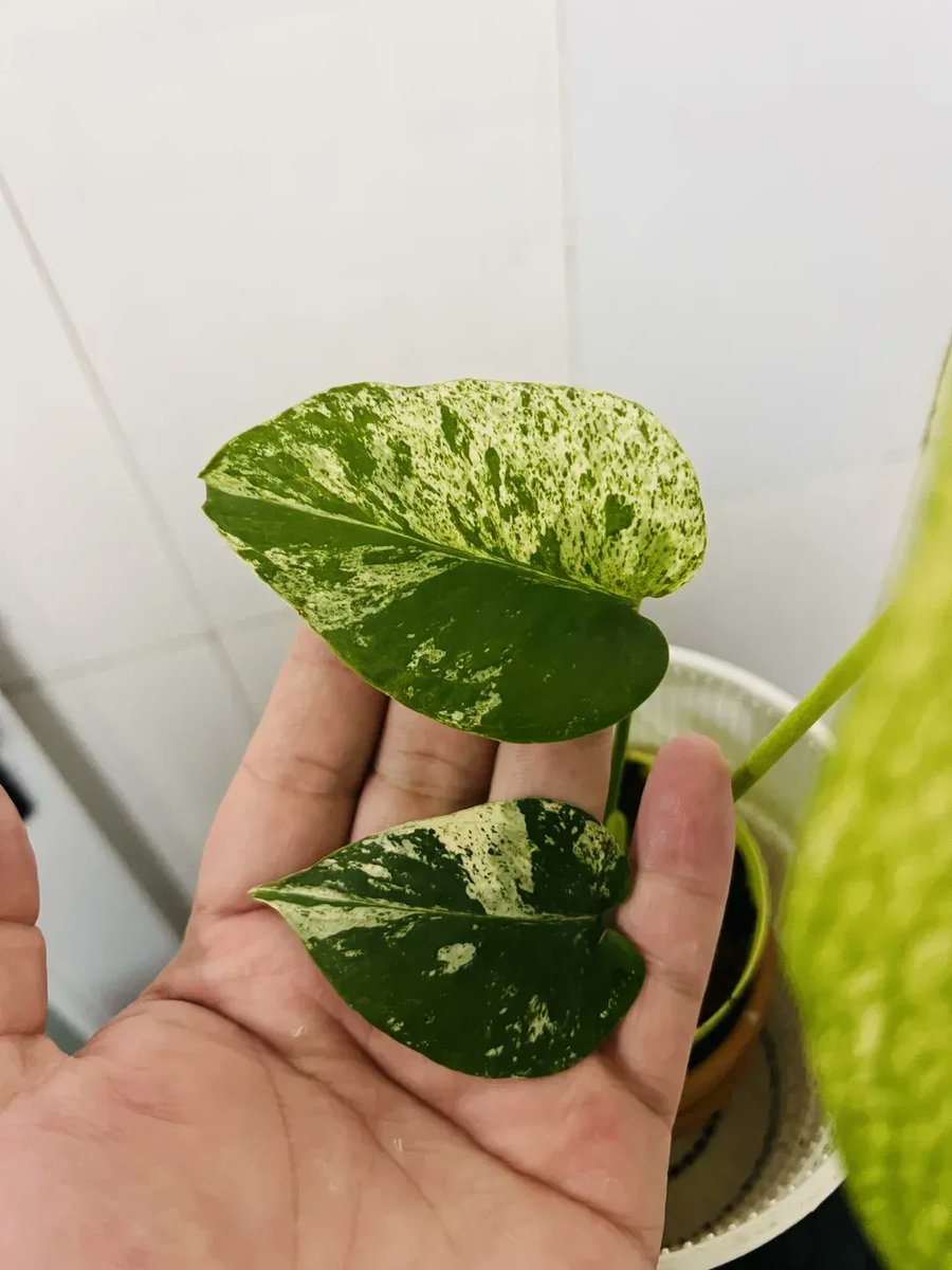 alexyaly's tweet photo. "Level up your desk: Minimalist, functional, and so cozy.   (Pro tip: A small plant + warm light = instant focus boost.)" https://t.co/jUfeTRlBpB