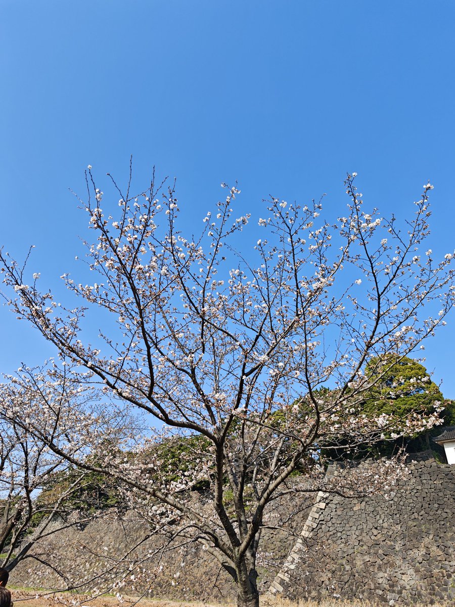 Kouyou_Syms's tweet photo. 乾通りはソメイヨシノではない品種が多数あり
咲いていたり、咲き終えていたり、これからだったりで楽しめました https://t.co/S8L3NLEpsx