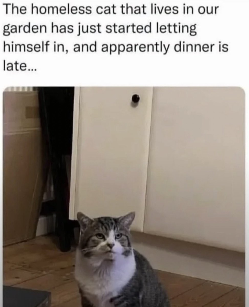 cats with powerful impression 🐾 tweet media