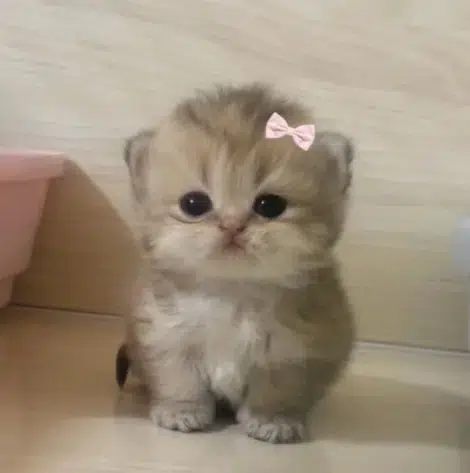 devinatoor tweet media