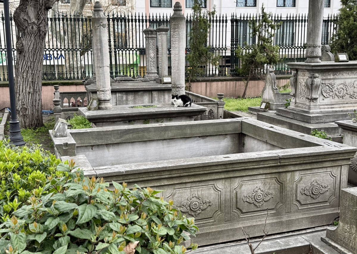 film enjoyer 🇵🇸🇱🇧 tweet media