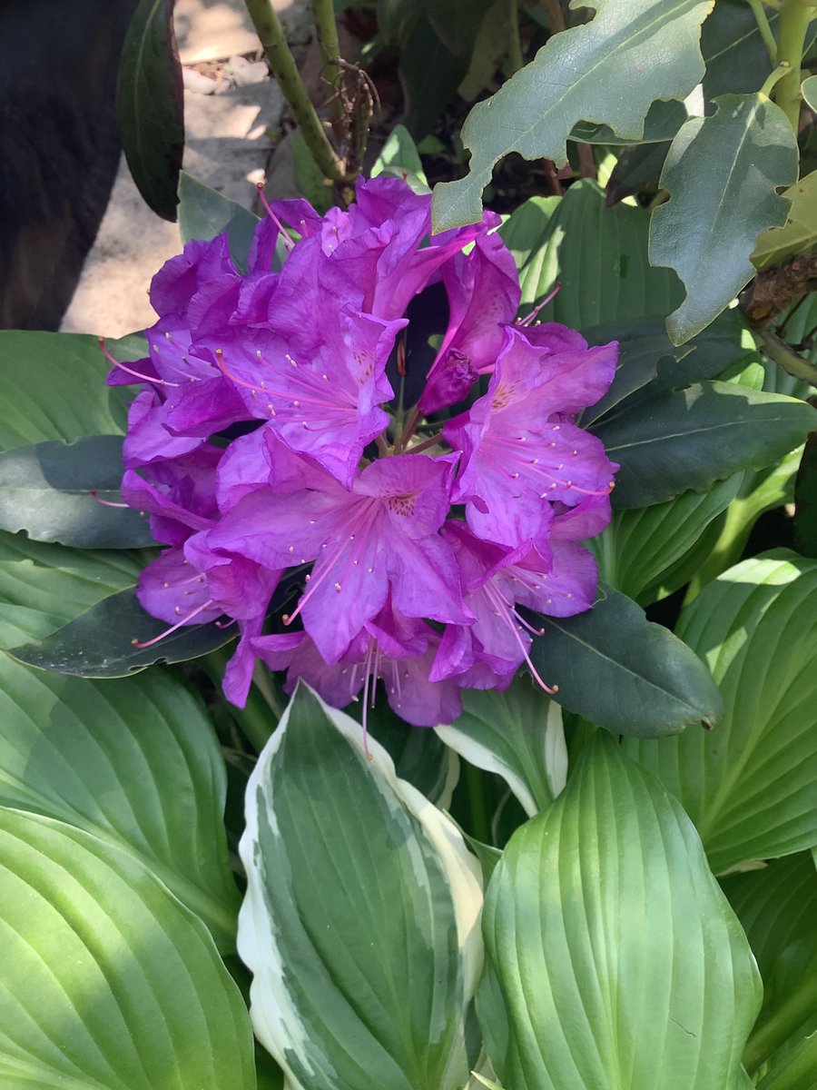 Susan1221 tweet media