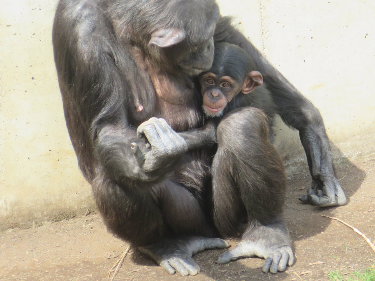 サクラさんにしっかり手を握られるハヤテくん #チンパンジー #多摩動物公園
