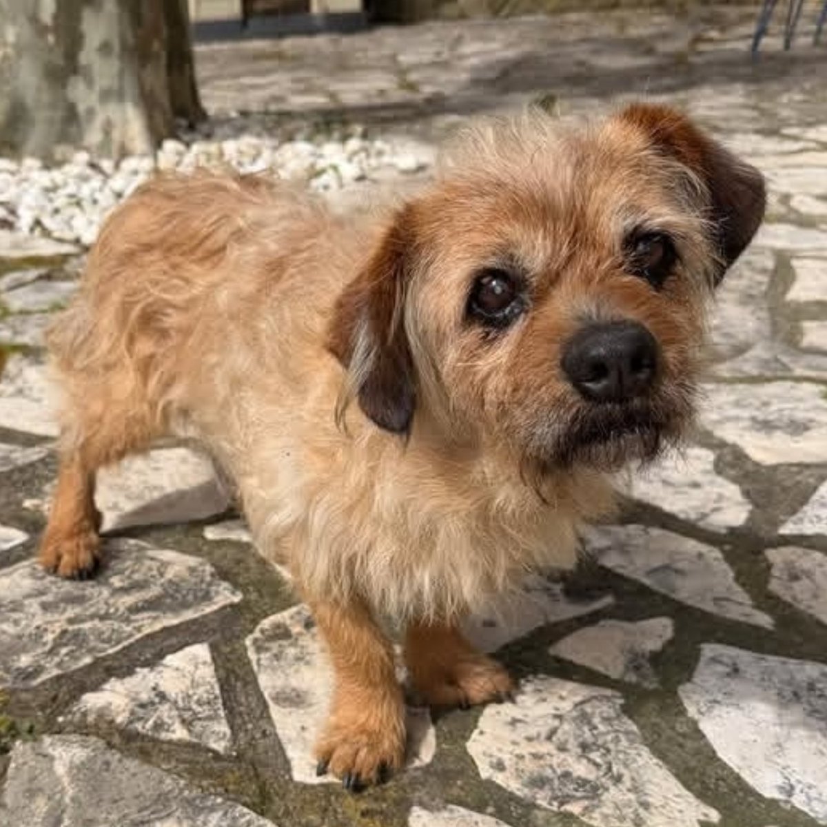 SOS Abuelos tweet media