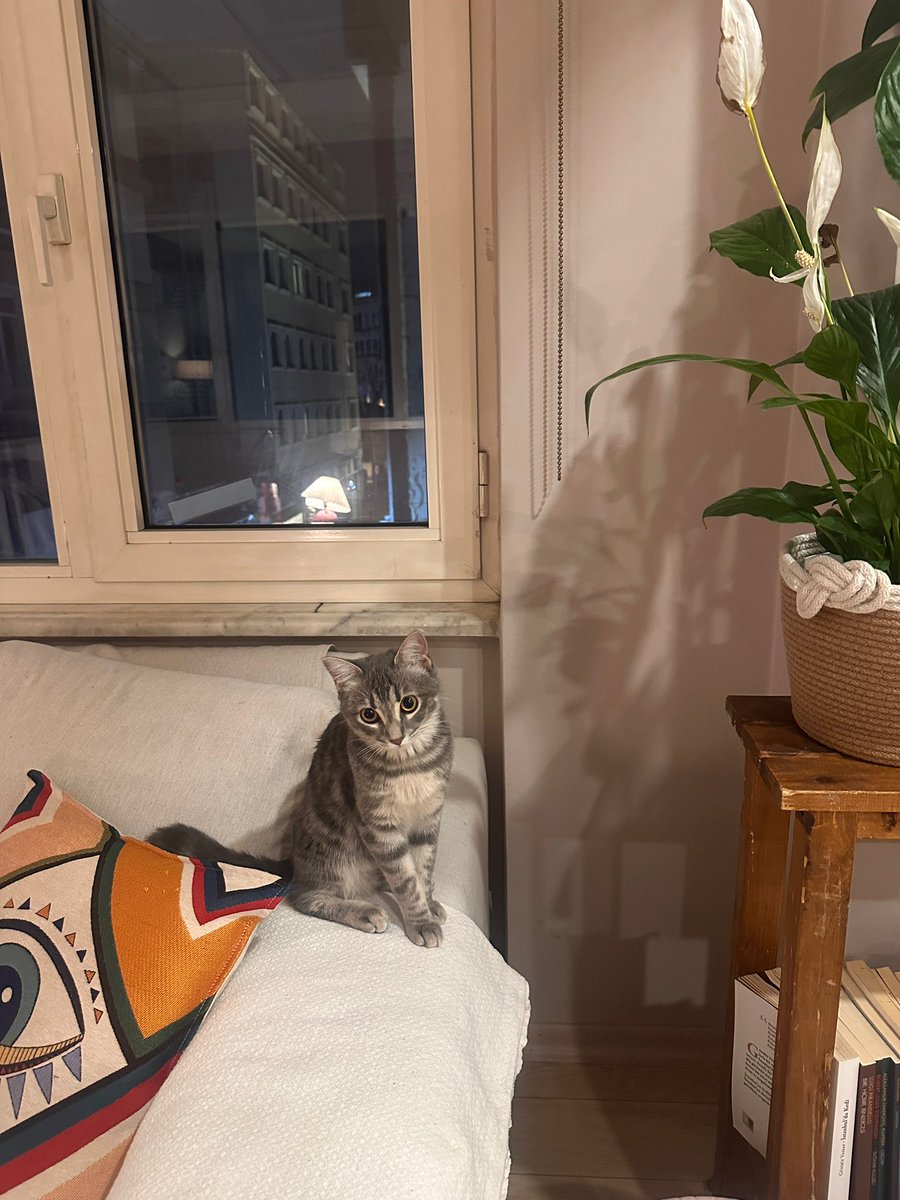 çitlembik zeyno tweet media