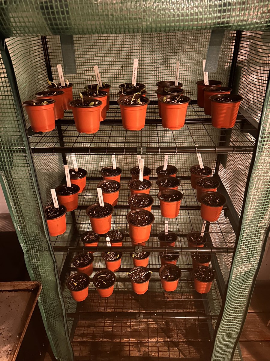 Cabin Early tweet media