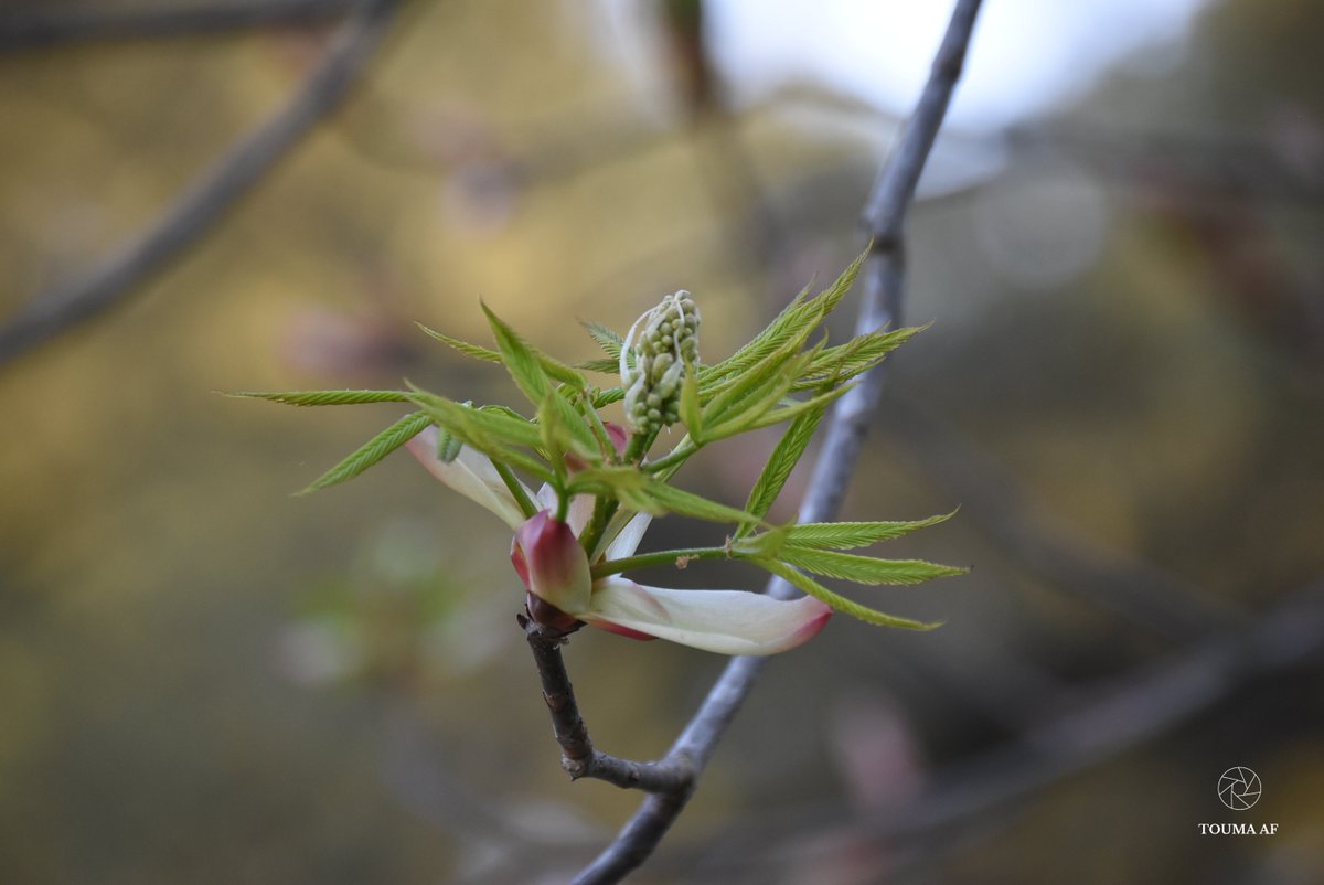 Touma AF tweet media